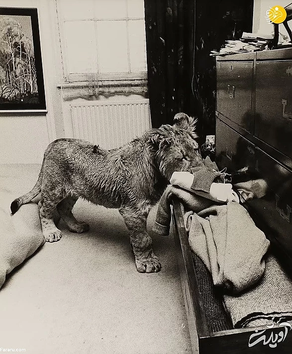 (تصاویر) داستان یک شیر؛ از بنز سواری تا رهایی در حیات وحش کنیا